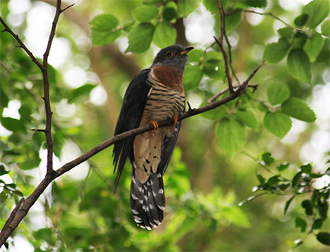 cuckoo-bird-photo1