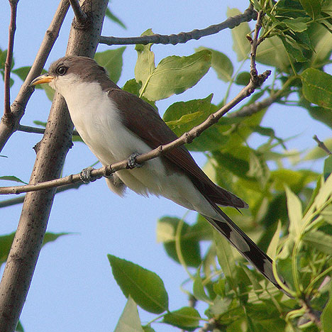 cuckoo-bird-photo2