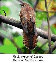 cuckoo-bird-pictures-2