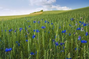 Summerbluebells