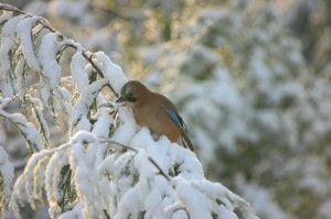 Winter2011bird