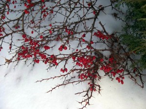 winterthornsberries