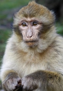 Chimpanzeeportrait