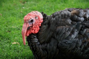Turkey