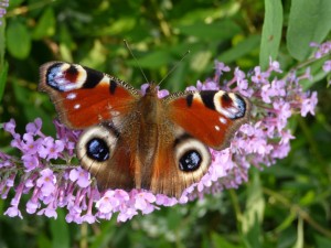 butterfly2