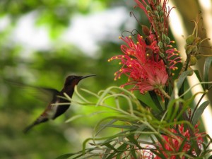 humming bird