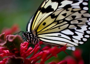 butterfly1