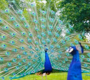peacock