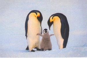 Penguins