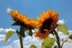 Twosunflowers