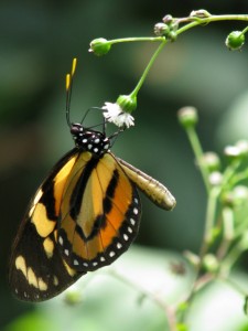 butterfly