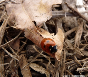 ladybug