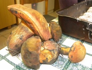 Slovakmushrooms