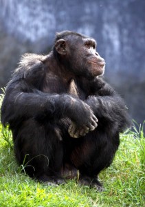 Chimpanzee