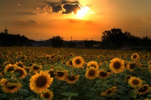 Sunflowers