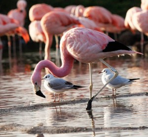 phlamingo
