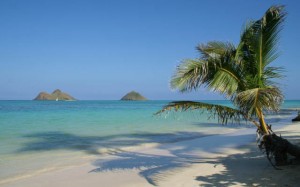 beachandpalm