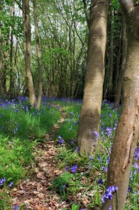 bluebellsinthewood