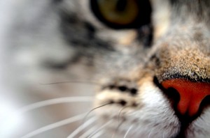 Cat'swhiskers