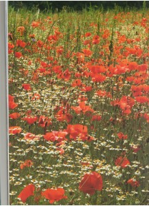 Siberianpoppies