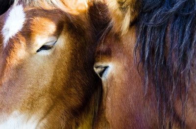 Twohorsesinlove
