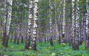Russian birches