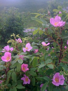 Wildrose