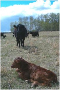cows