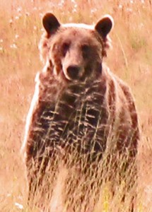 MashtheGrizzlyBear