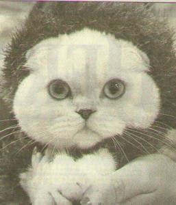 Shorthaircutcat