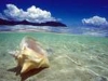 hawaiianseashell