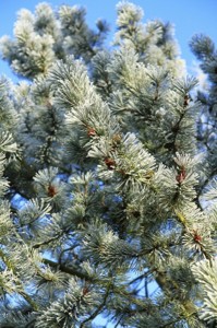 Winter2011pines