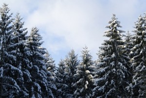 Winter2011top