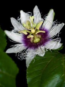 A beautiful flower