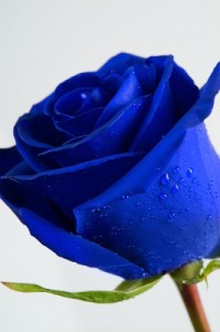 A blue rose