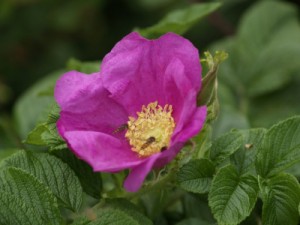 a wild rose