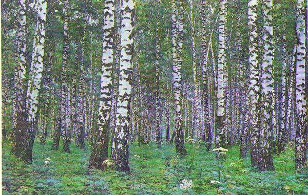 White Birches2