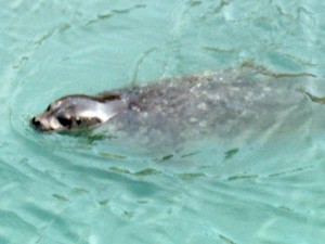Glacier Bay Sea Life