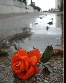 The Rose to Ljudmila and Masha from the Bottom of My Heart