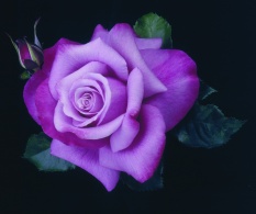 Flowers for Lev