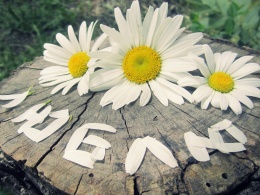 Flowers for Lev(I Love)