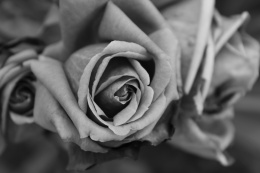 Flowers for Lev(main)