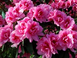 Flowers for Svetik31