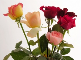 Flowers for Svetik9